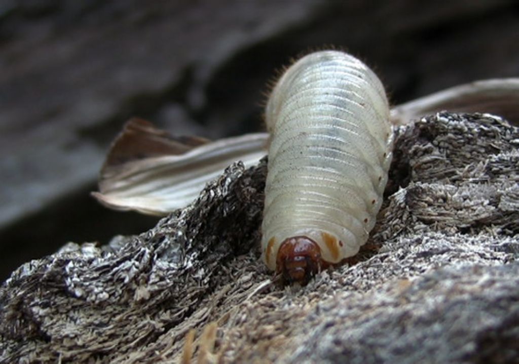 larva di Cetoniidae